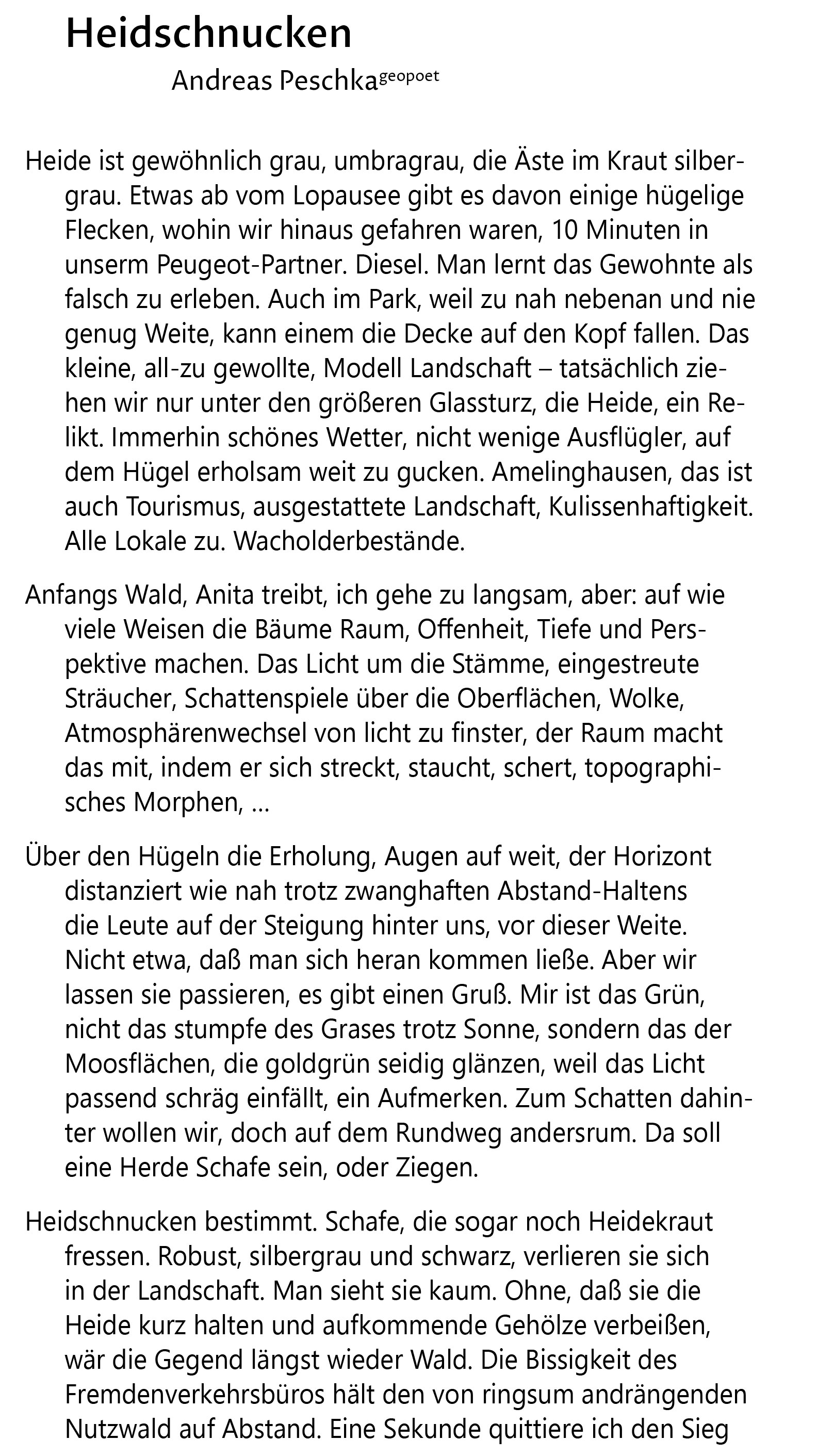 Heidschnucken 1